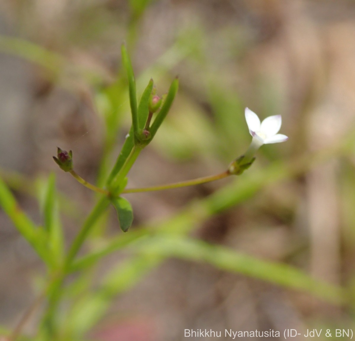 Oldenlandia herbacea (L.) Roxb.